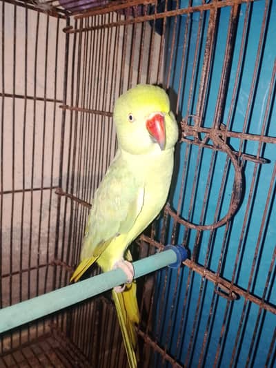 yah green parrot main sale kar raha