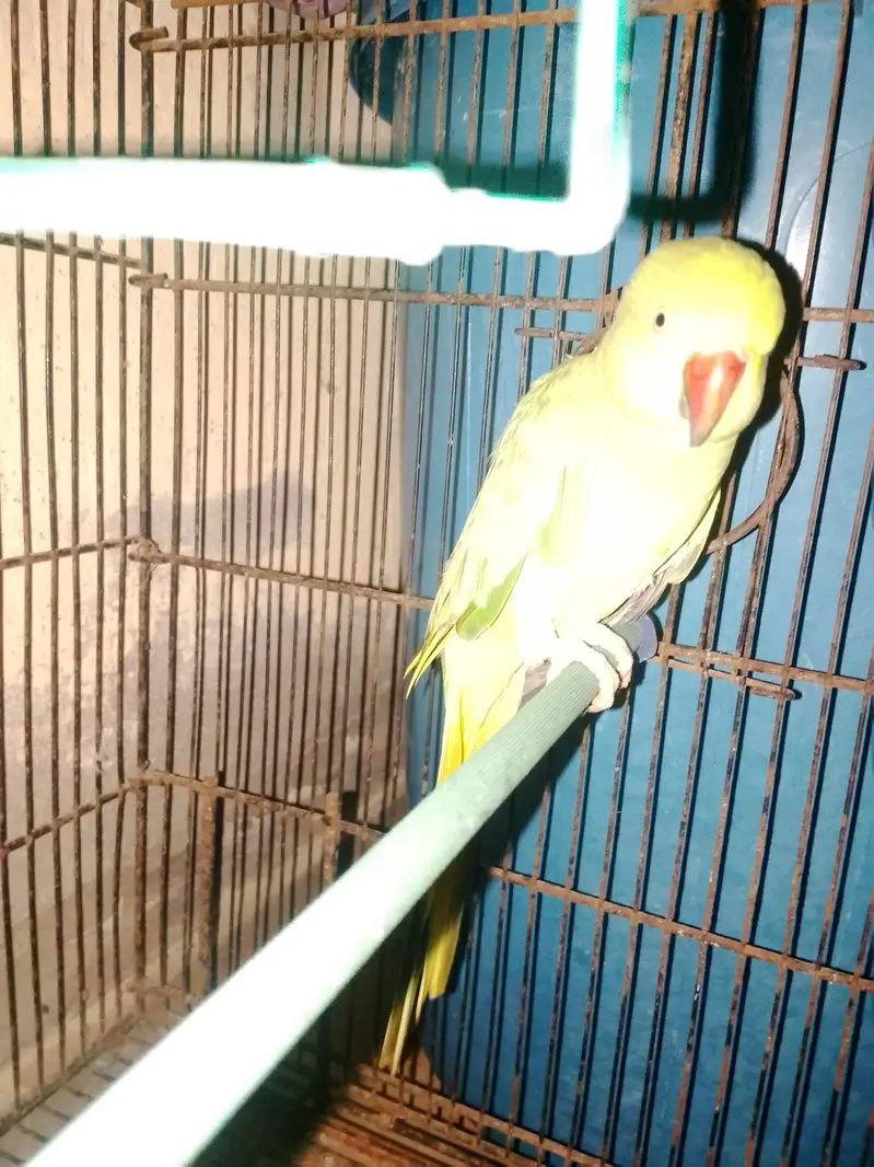 yah green parrot main sale kar raha — photo 2