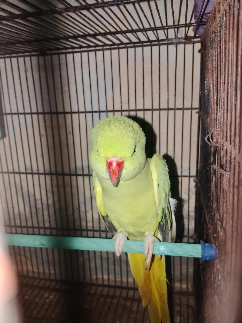 yah green parrot main sale kar raha — photo 3