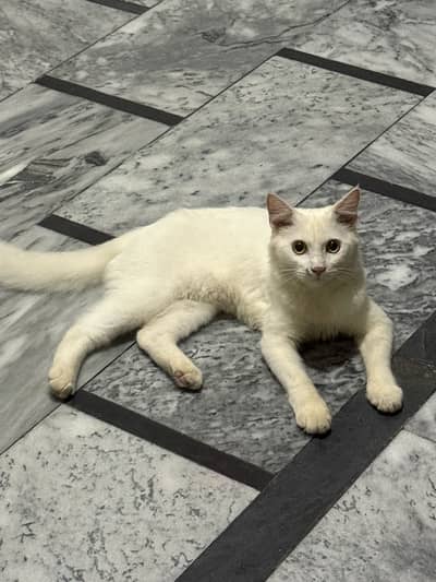 Cat For Sale
