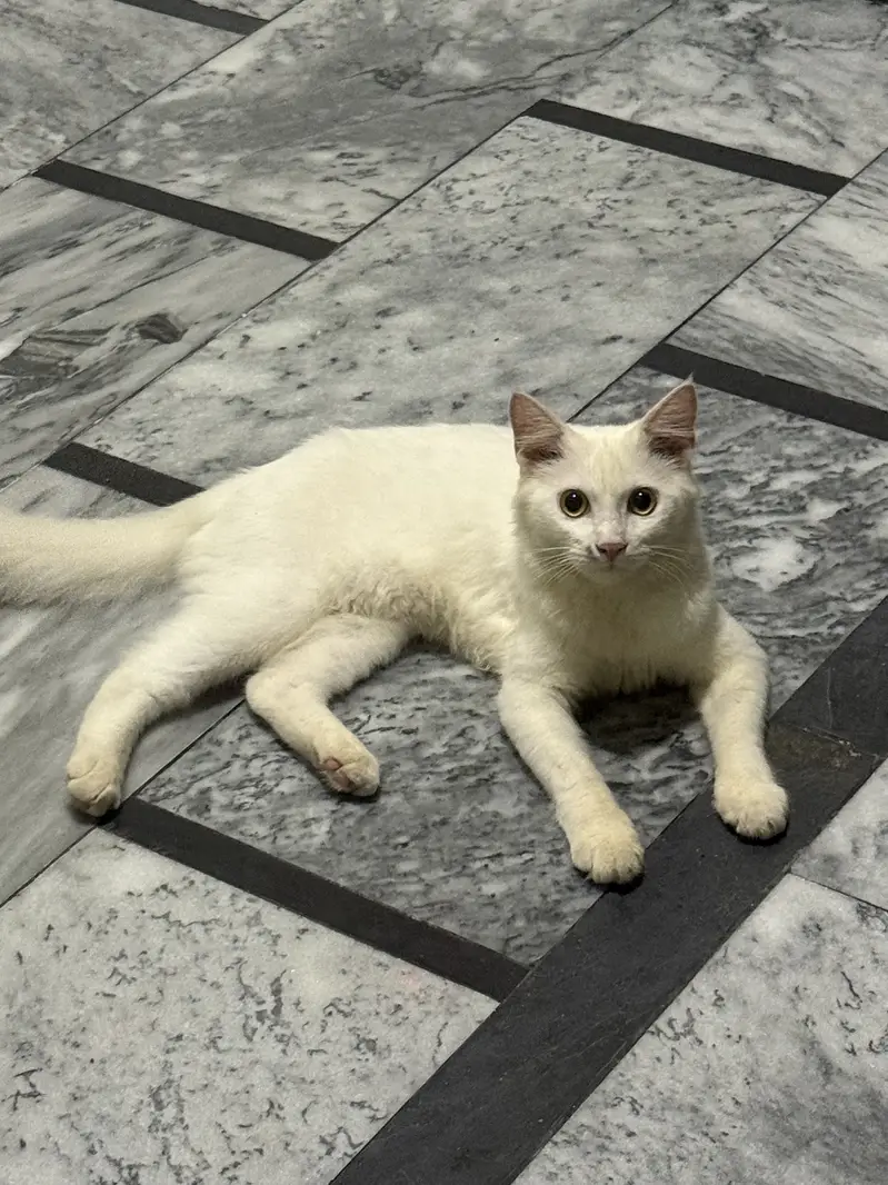 Cat For Sale — photo 2