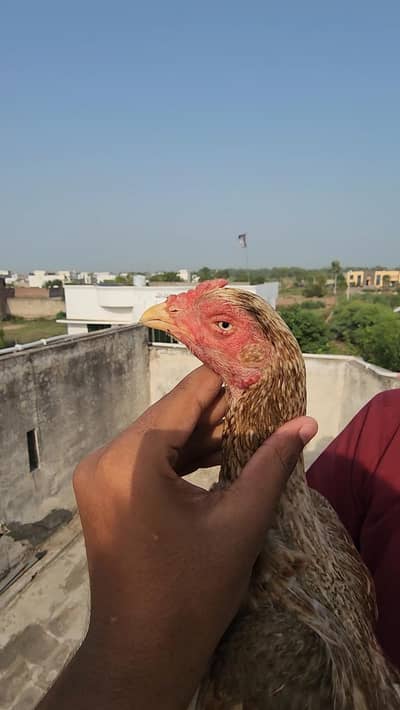 aseel murgi boht acha motherfather ke ha acha blood ke 03454685523 wht