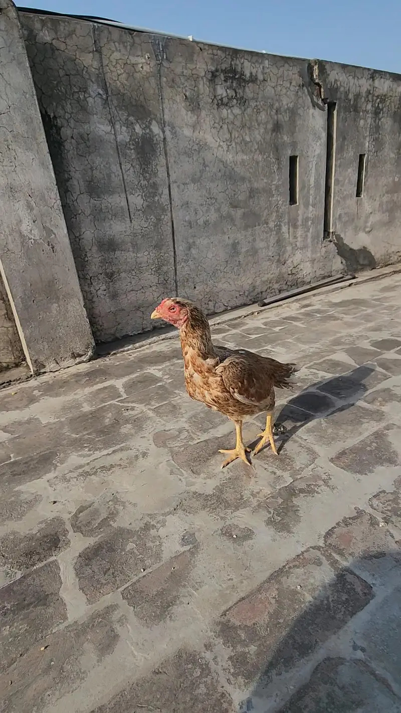 aseel murgi boht acha motherfather ke ha acha blood ke 03454685523 wht — photo 3