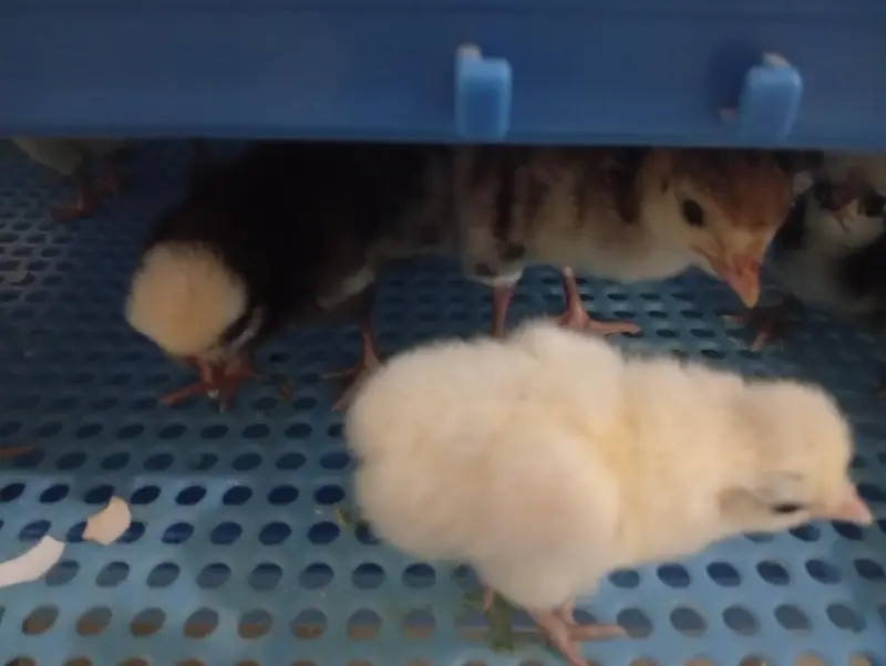 turkey chicks and white polish and Coco polish available — photo 2