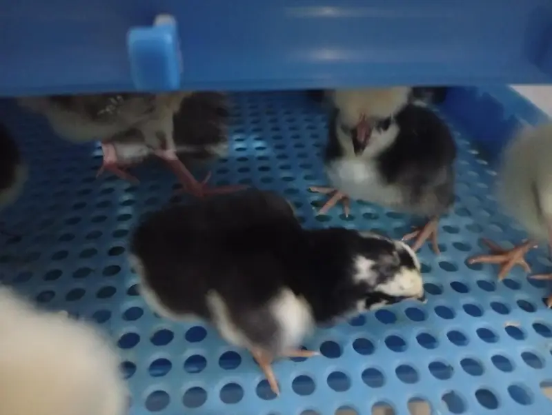 turkey chicks and white polish and Coco polish available — photo 3