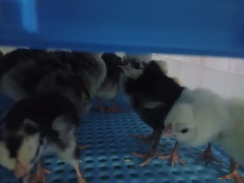 turkey chicks and white polish and Coco polish available — photo 4