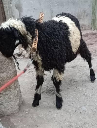 ablaq dumba v vip for sale