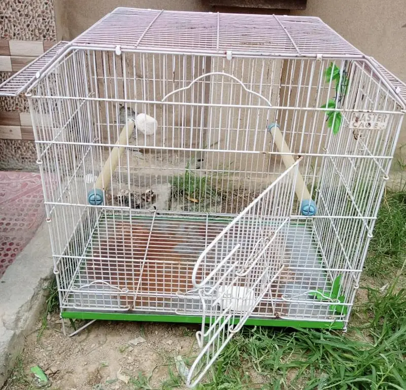 Birds Cage for Sale — photo 4