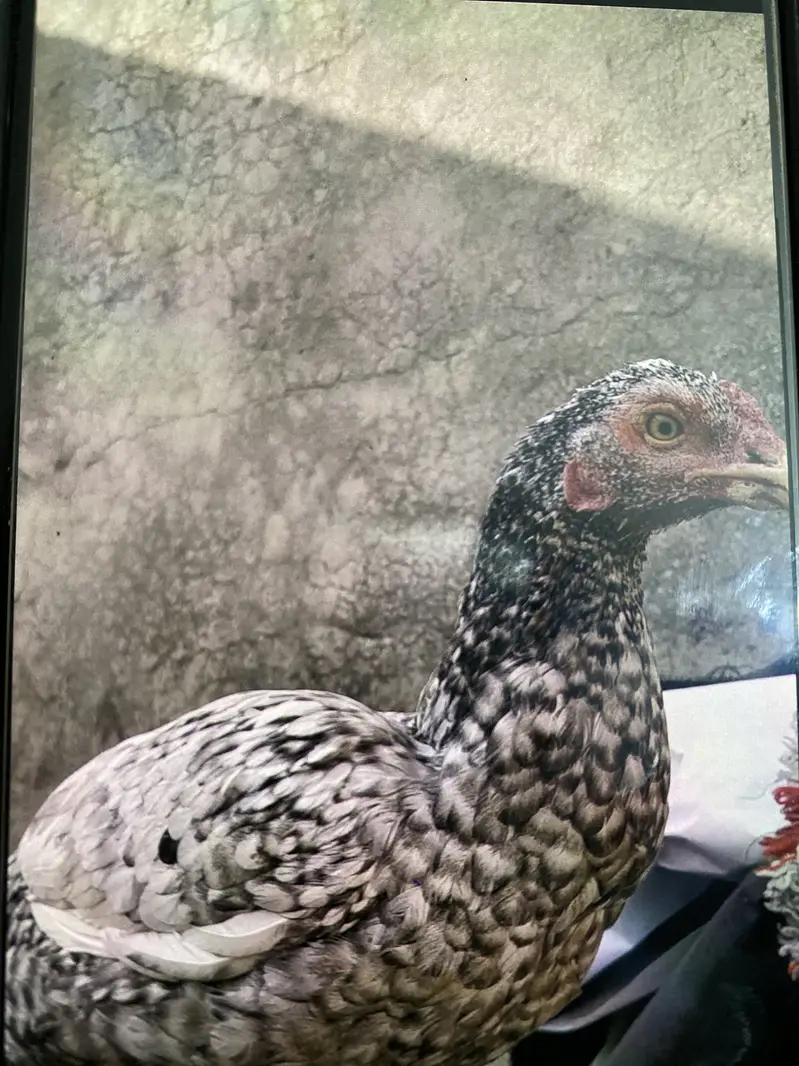 Saleti aseel — photo 2