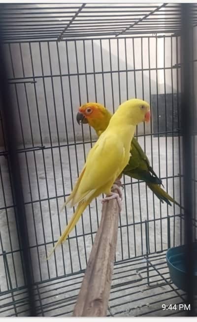 suncnor and yellow