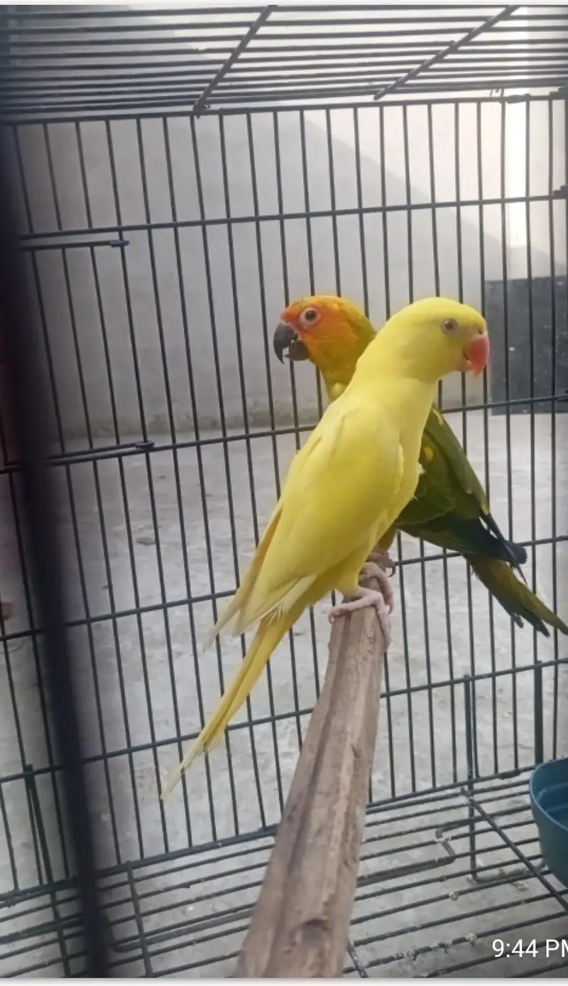 suncnor and yellow — photo 2