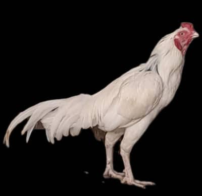 White Heera Male For Sale