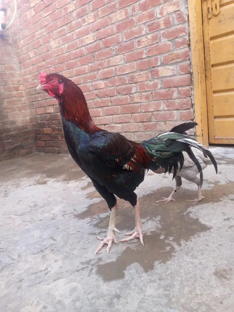 Sindhi Shamo Cross Murga — photo 4