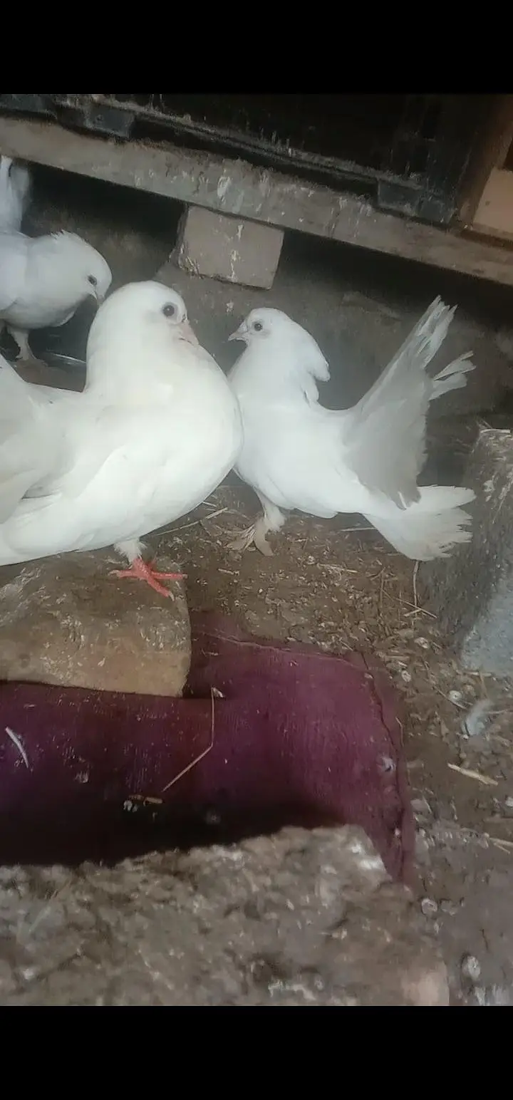 kotnajibullah