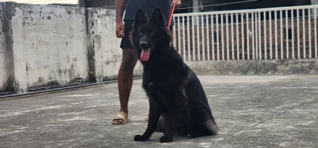 Black German shepherd