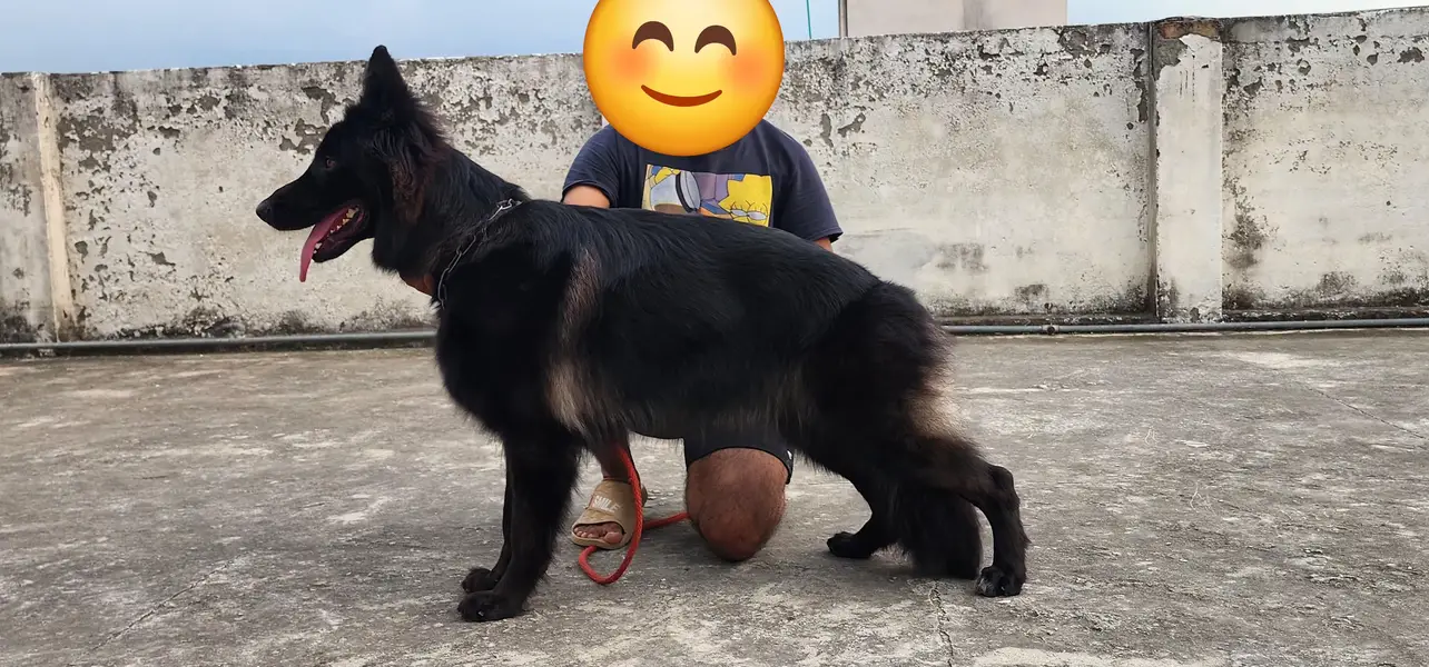 Black German shepherd — photo 2