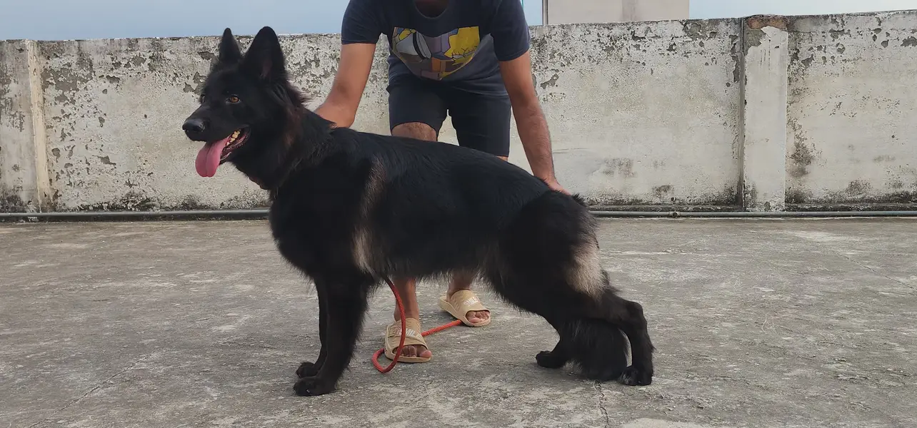 Black German shepherd — photo 4
