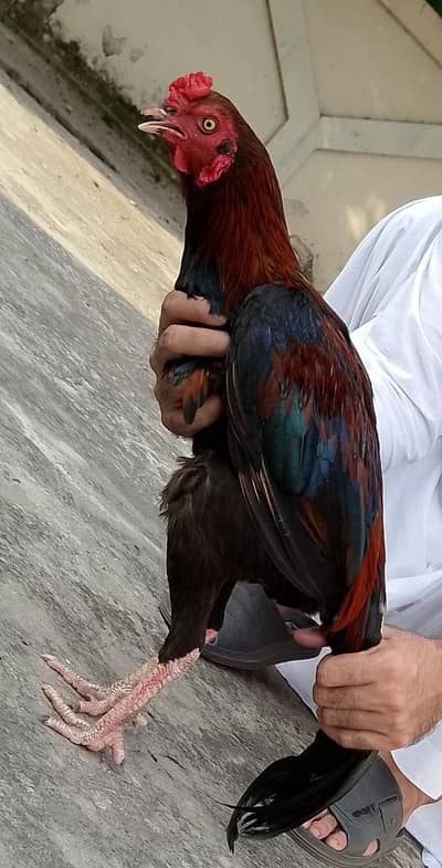 Mianwali aseel