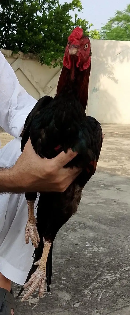 Mianwali aseel — photo 2