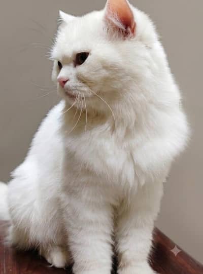 Playful healthy Cat