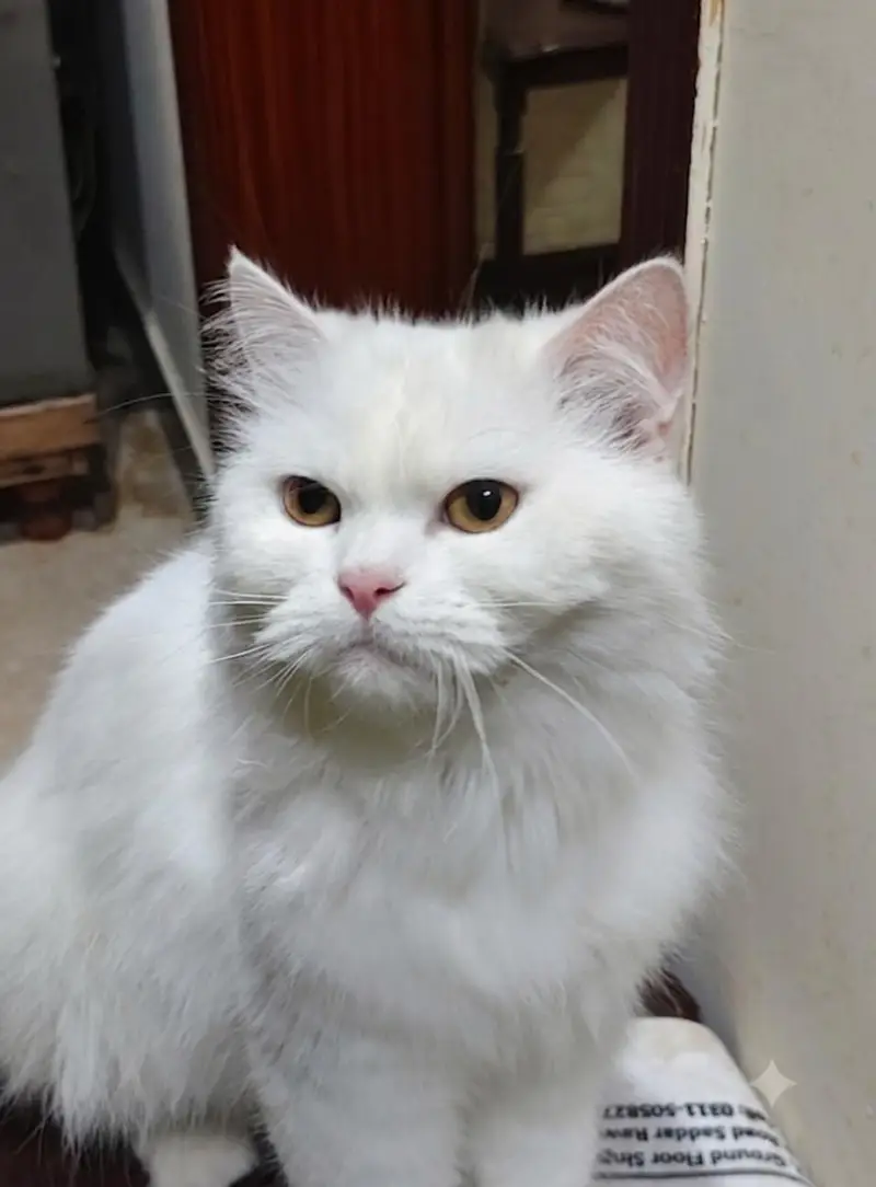 Playful healthy Cat — photo 2