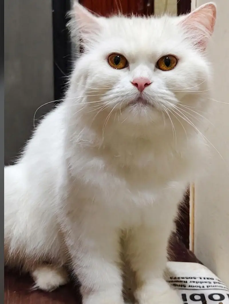 Playful healthy Cat — photo 3