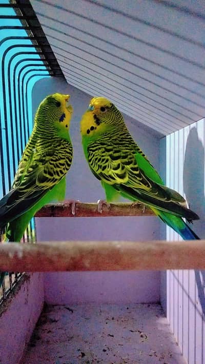 Breeder pair