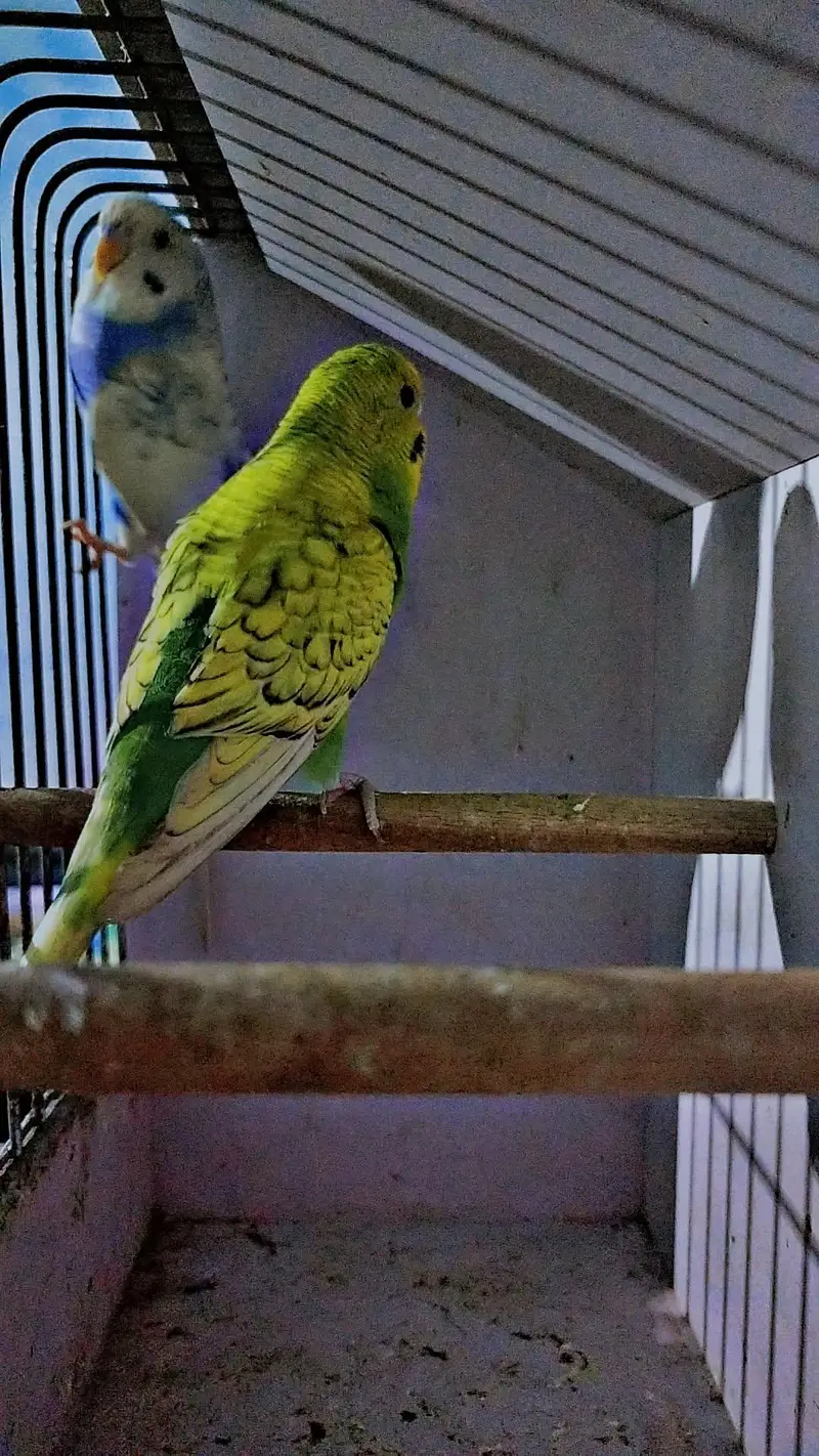 Breeder pair — photo 2