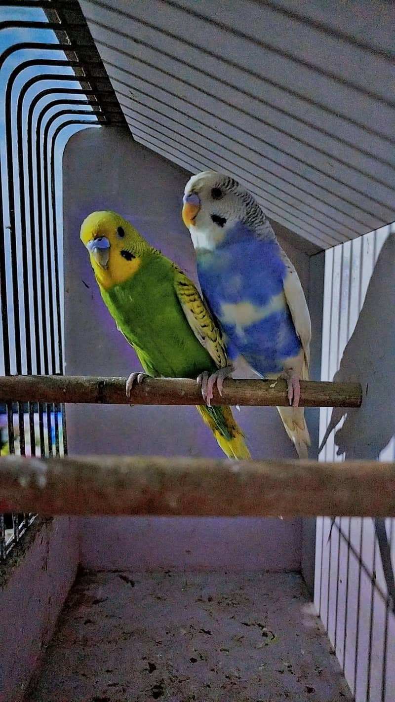 Breeder pair 2