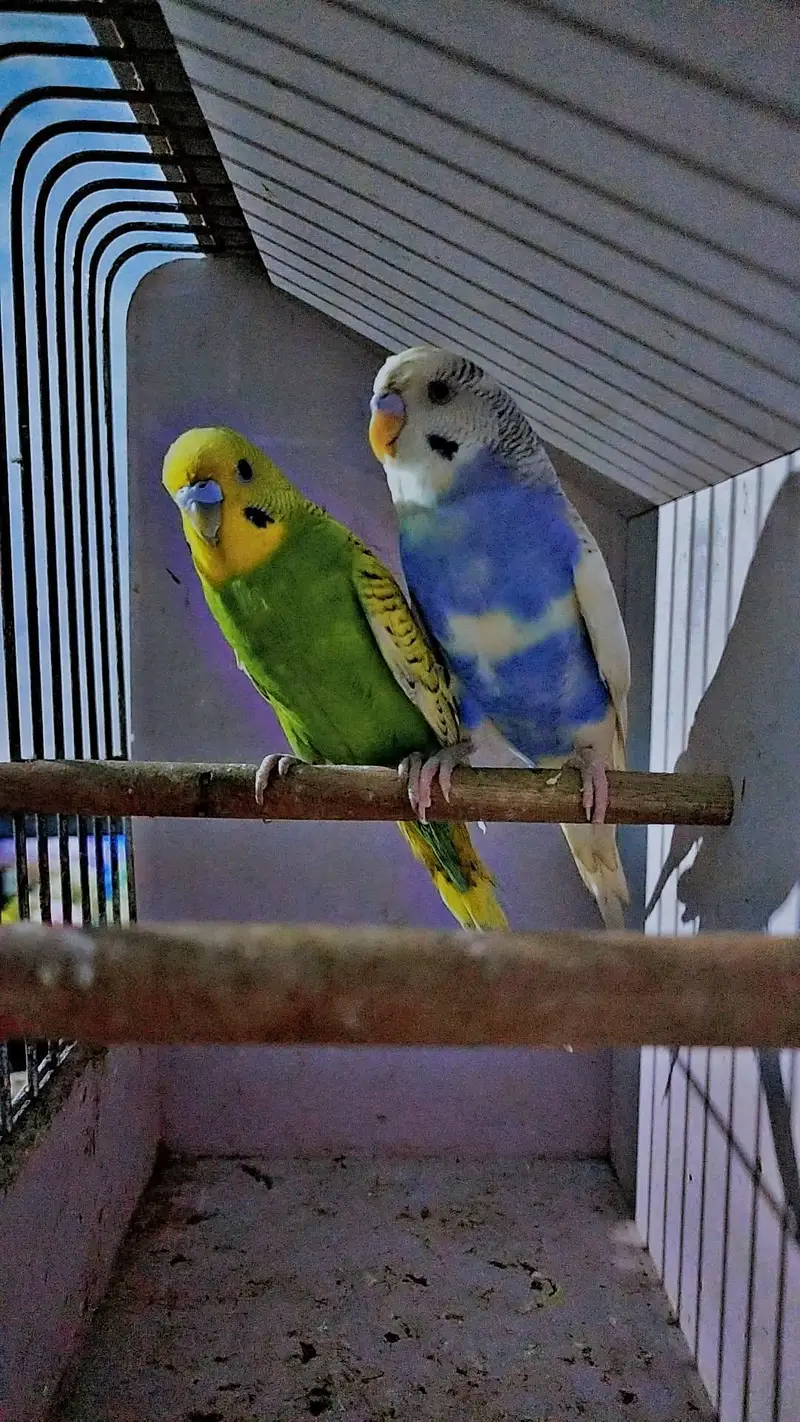 Breeder pair — photo 3