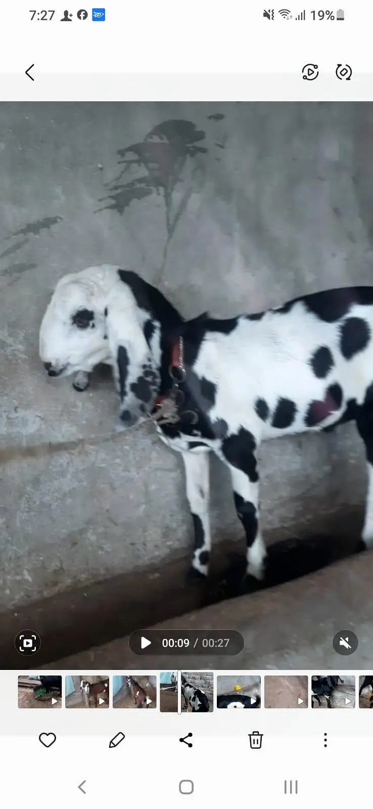 Healthy Male  Goats for Sale | Desi Goats | 12 Months Old — photo 3
