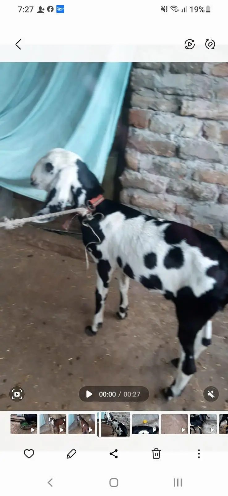 Healthy Male  Goats for Sale | Desi Goats | 12 Months Old — photo 4