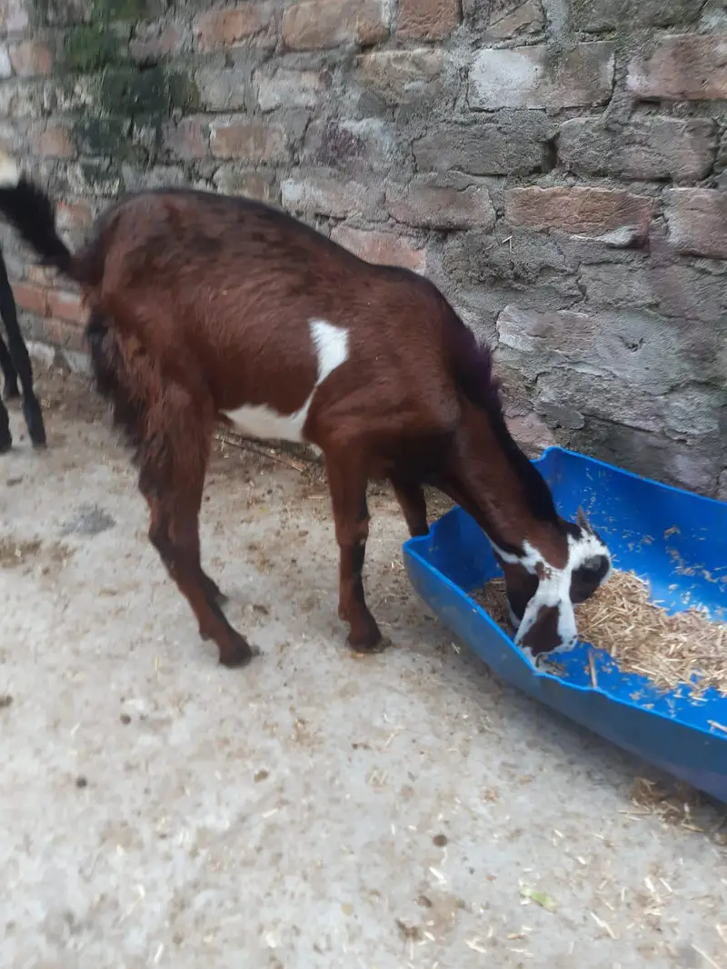 Healthy Male  Goats for Sale | Desi Goats | 12 Months Old — photo 7