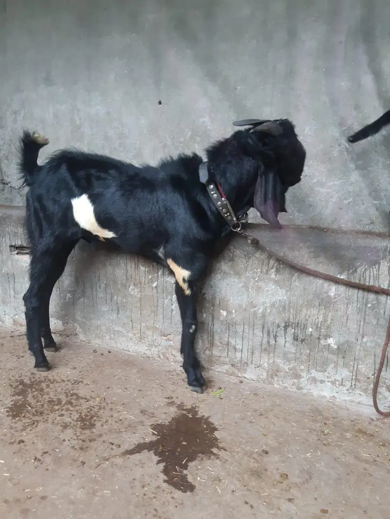 Healthy Male  Goats for Sale | Desi Goats | 12 Months Old — photo 8