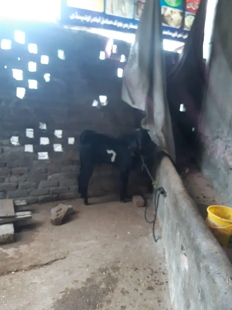 Healthy Male  Goats for Sale | Desi Goats | 12 Months Old — photo 12