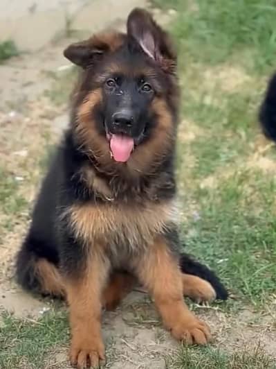 German shepherd puppies for sale healthy