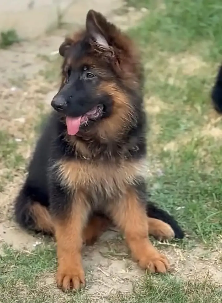 German shepherd puppies for sale healthy — photo 2