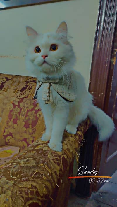 White persian male cat