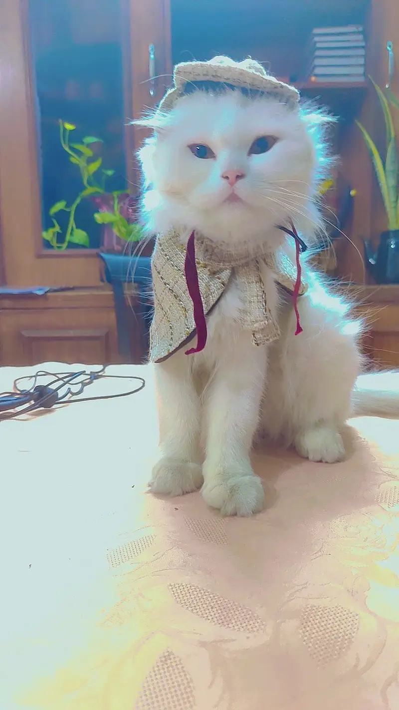 White persian male cat — photo 3