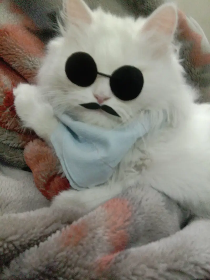 White persian male cat — photo 4