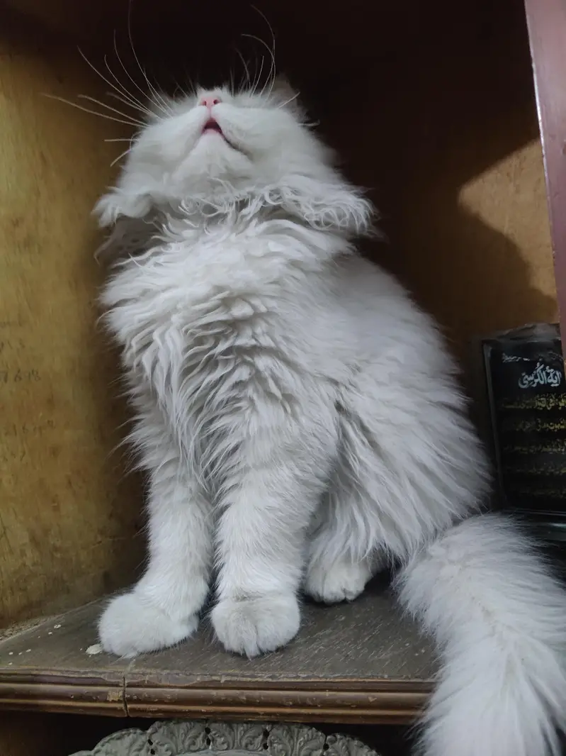 White persian male cat — photo 5