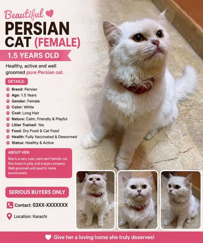 Persian Female Cat for Sale