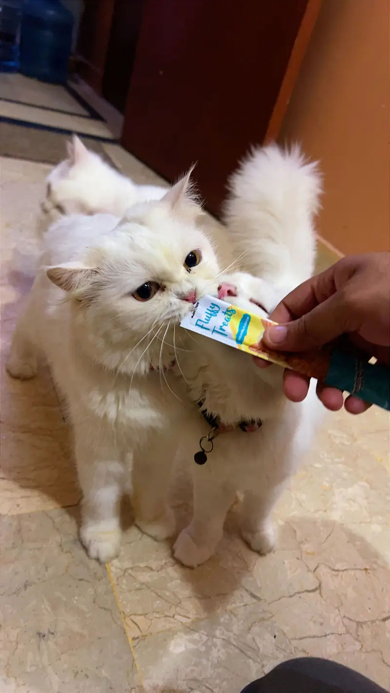Persian Female Cat for Sale — photo 2