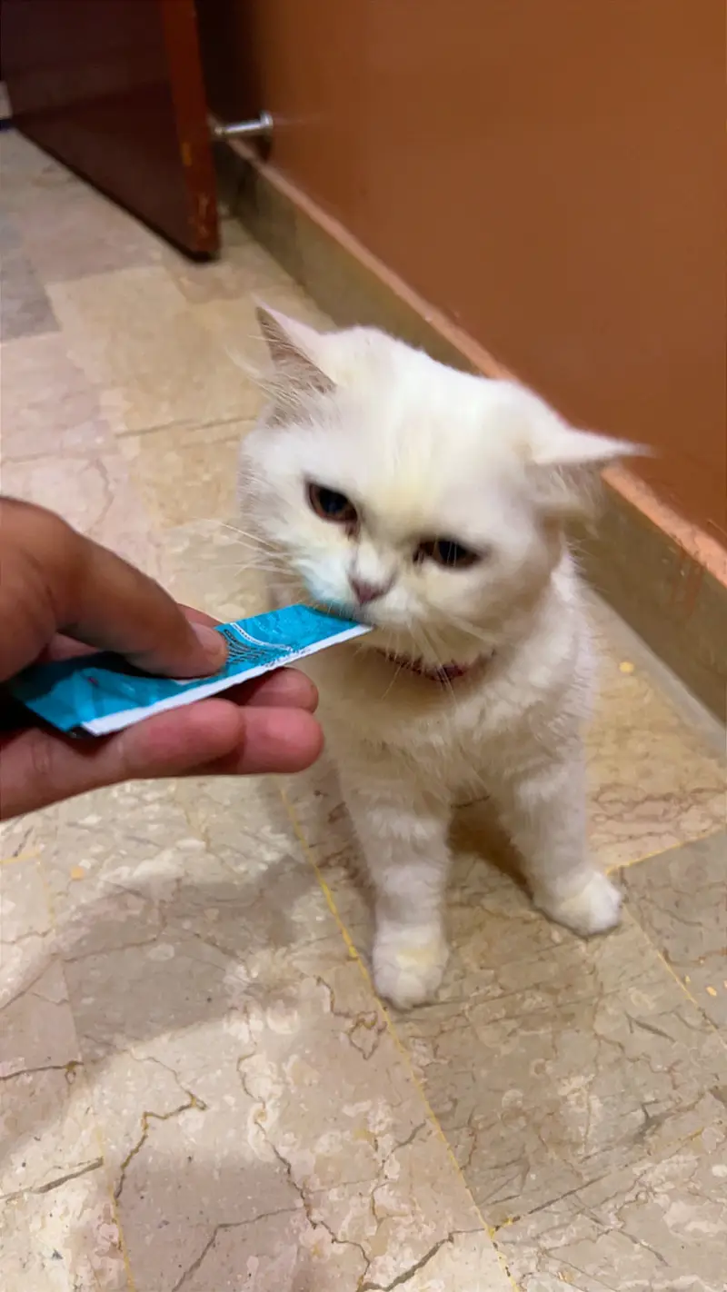 Persian Female Cat for Sale — photo 3