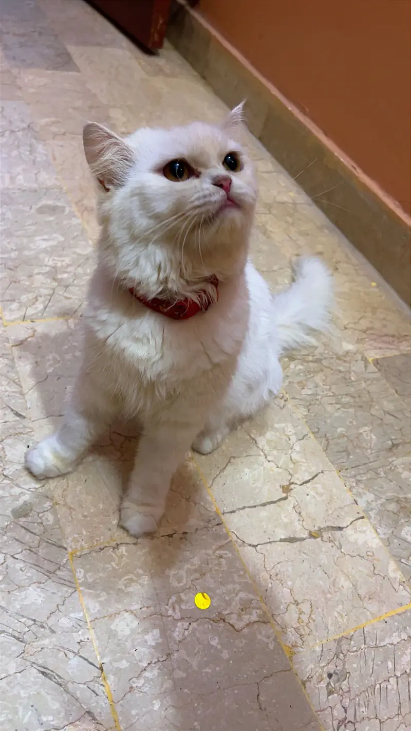 Persian Female Cat for Sale — photo 4