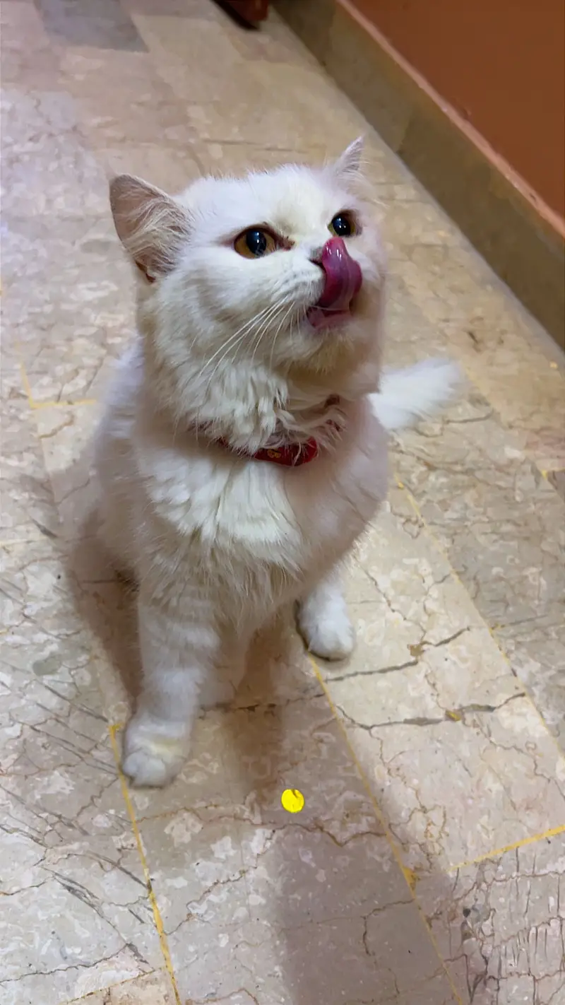 Persian Female Cat for Sale — photo 5