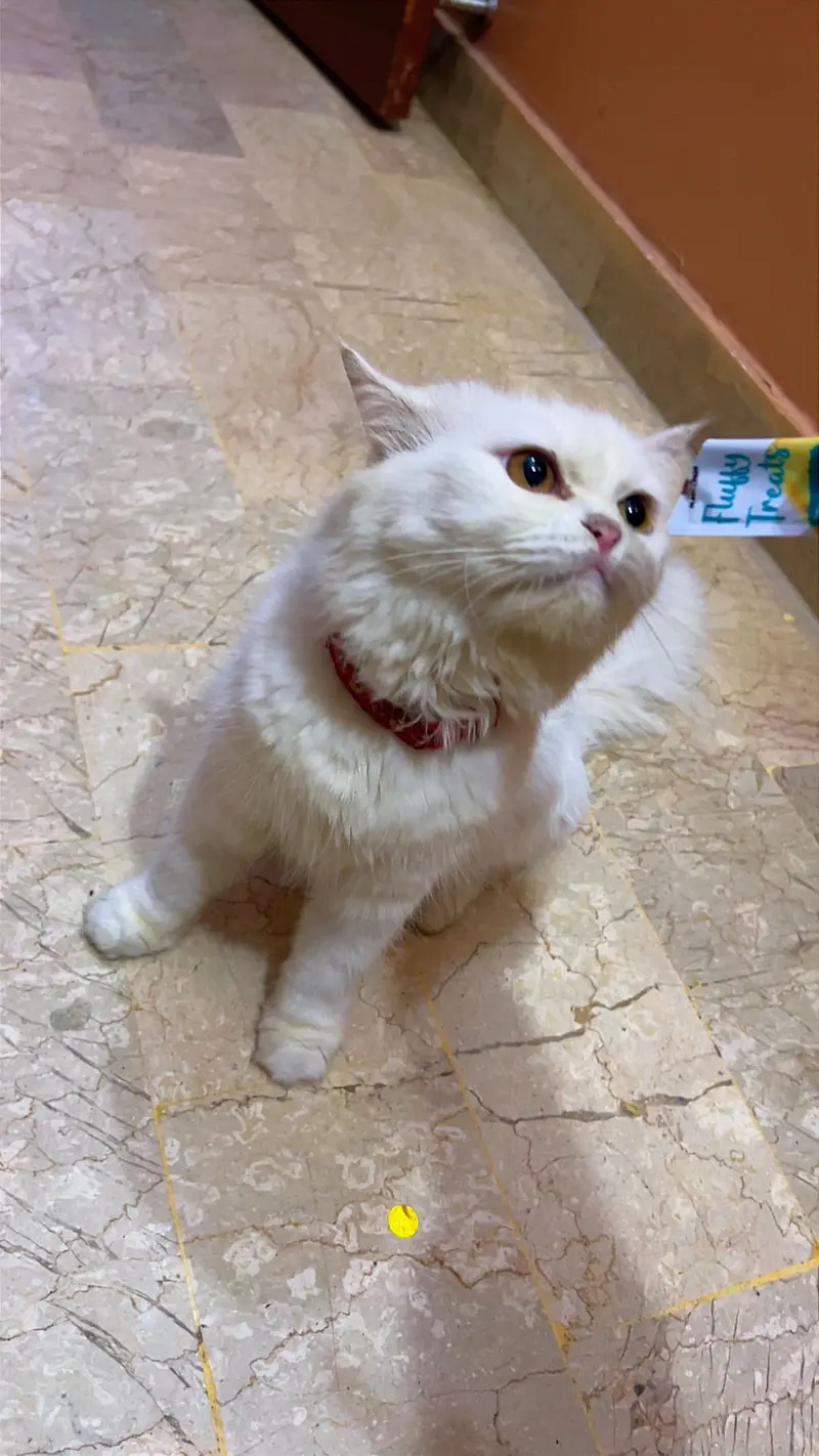 Persian Female Cat for Sale — photo 6