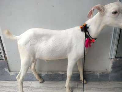 Mashallah vip Bakra h had to tail gulabi h