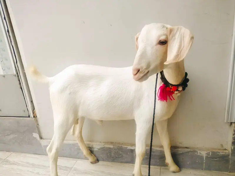 Mashallah vip Bakra h had to tail gulabi h — photo 2