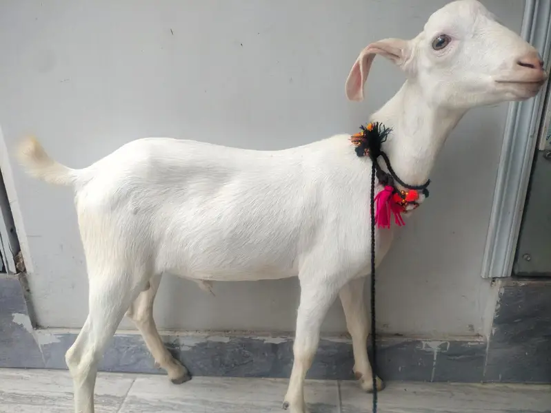 Mashallah vip Bakra h had to tail gulabi h — photo 3